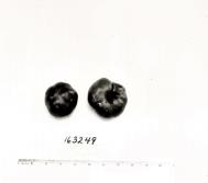 Click for 1 image(s) for this accession. FRUIT